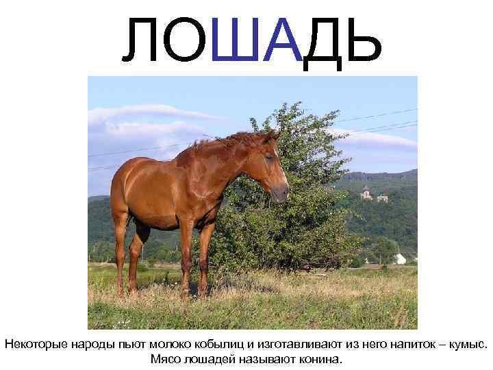 ЛОШАДЬ Некоторые народы пьют молоко кобылиц и изготавливают из него напиток – кумыс. Мясо
