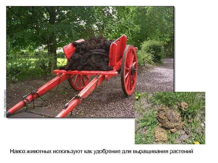 Навоз животных используют как удобрение для выращивания растений 