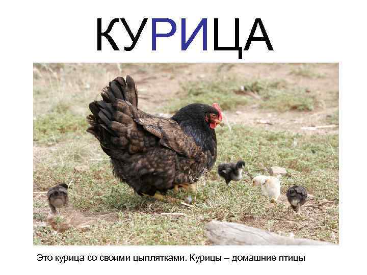 КУРИЦА Это курица со своими цыплятками. Курицы – домашние птицы 