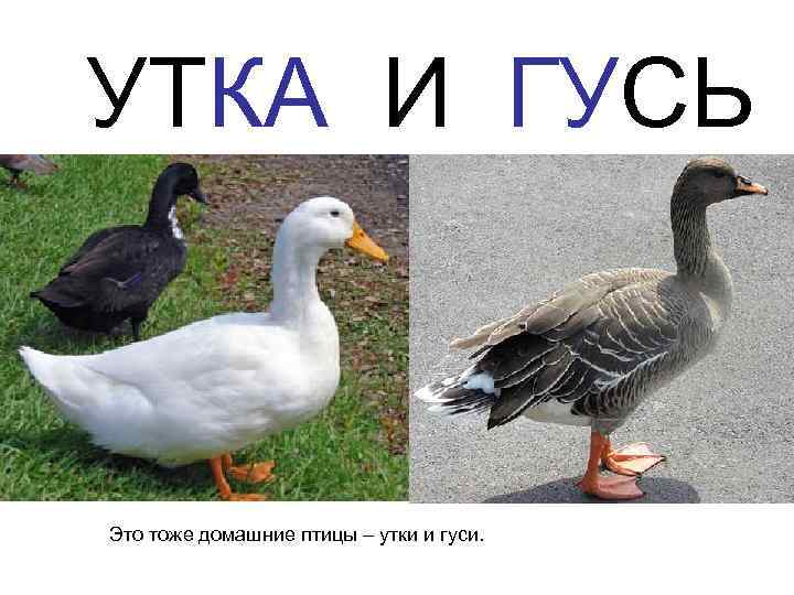 УТКА И ГУСЬ Это тоже домашние птицы – утки и гуси. 
