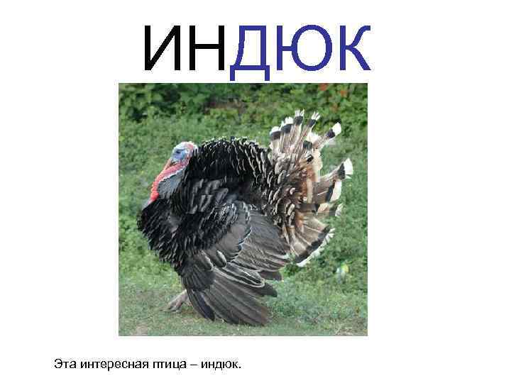 ИНДЮК Эта интересная птица – индюк. 