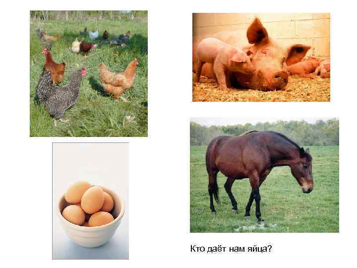 Кто даёт нам яйца? 