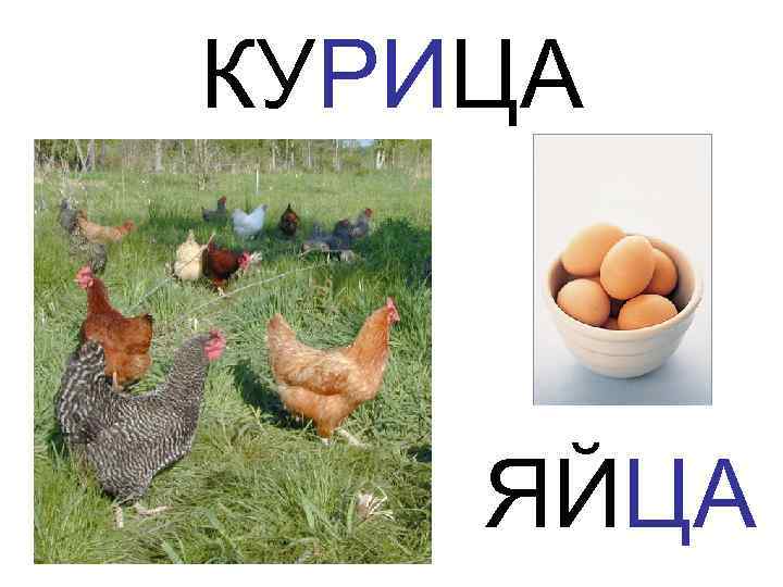 КУРИЦА ЯЙЦА 