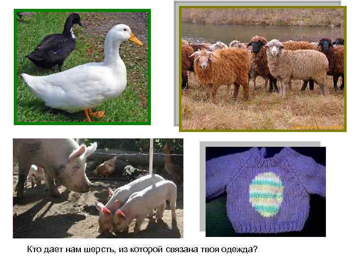 Кто дает нам шерсть, из которой связана твоя одежда? 