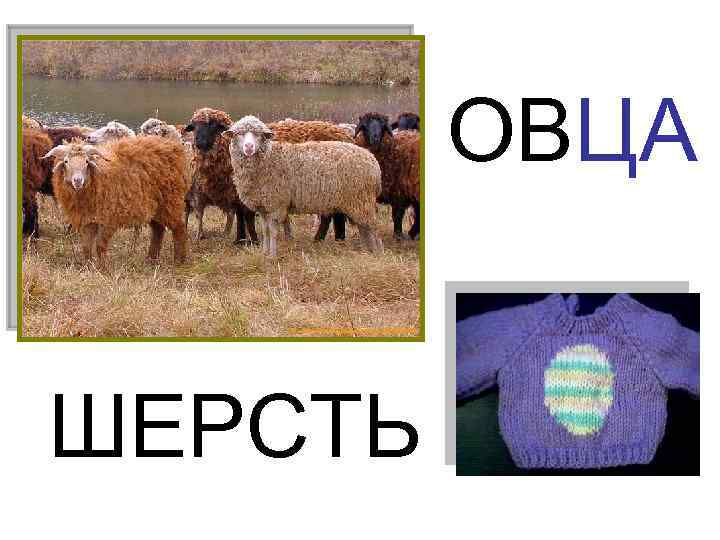 ОВЦА ШЕРСТЬ 