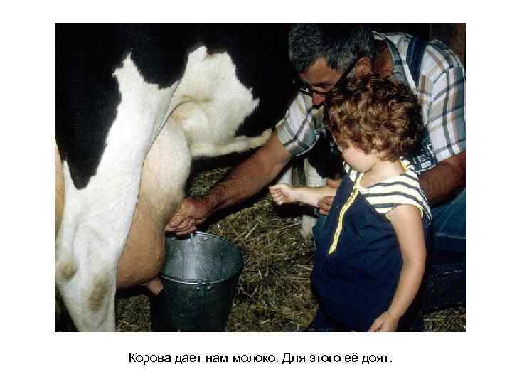 Корова дает нам молоко. Для этого её доят. 