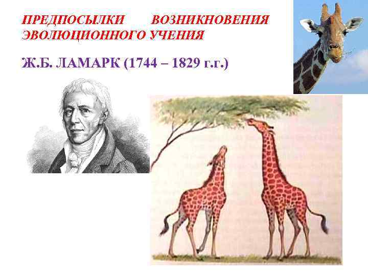 Считал борьбу за существование движущей силой эволюции. Эволюция жирафа Ламарк. Теория эволюции Ламарка Жирафы. Эволюционная теория Ламарка Жираф. Эволюционное учение Ламарка.