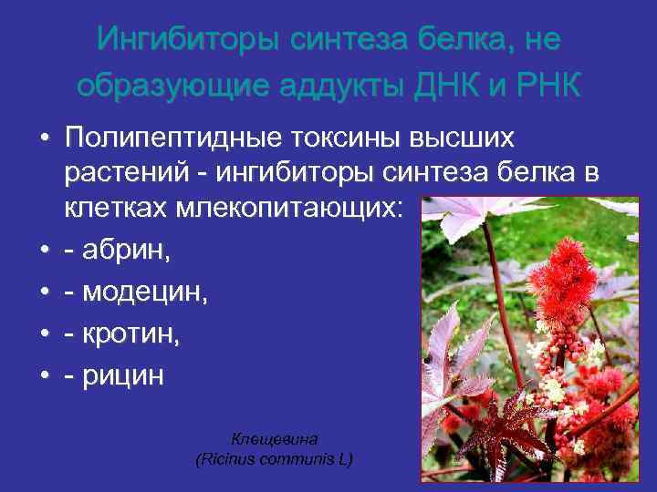 Ингибиторы синтеза белка, не образующие аддукты ДНК и РНК • Полипептидные токсины высших растений
