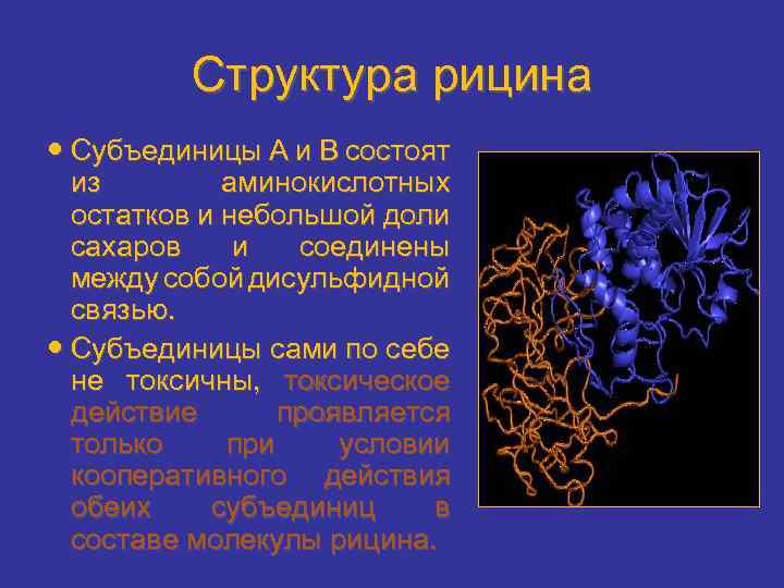 Структура рицина Субъединицы А и В состоят из аминокислотных остатков и небольшой доли сахаров