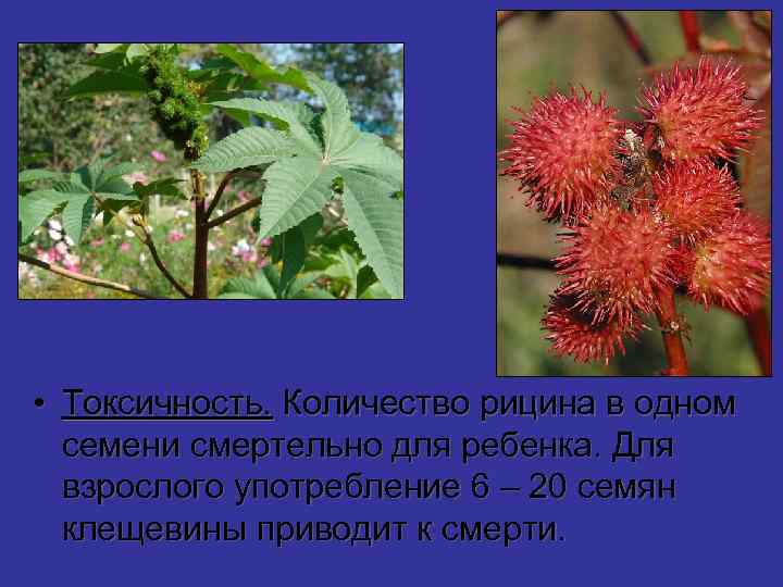  • Токсичность. Количество рицина в одном семени смертельно для ребенка. Для взрослого употребление