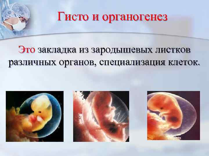 Гисто и органогенез Это закладка из зародышевых листков различных органов, специализация клеток. 