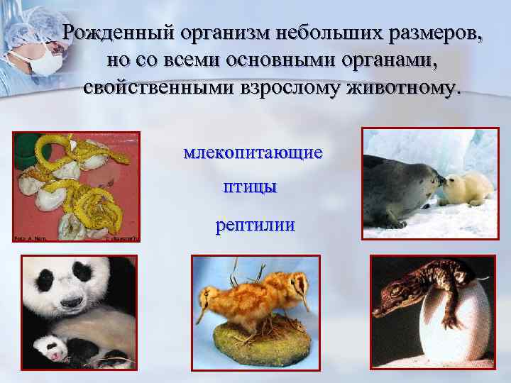 Рожденный организм небольших размеров, но со всеми основными органами, свойственными взрослому животному. млекопитающие птицы