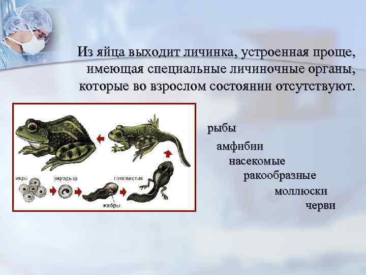 Из яйца выходит личинка, устроенная проще, имеющая специальные личиночные органы, которые во взрослом состоянии