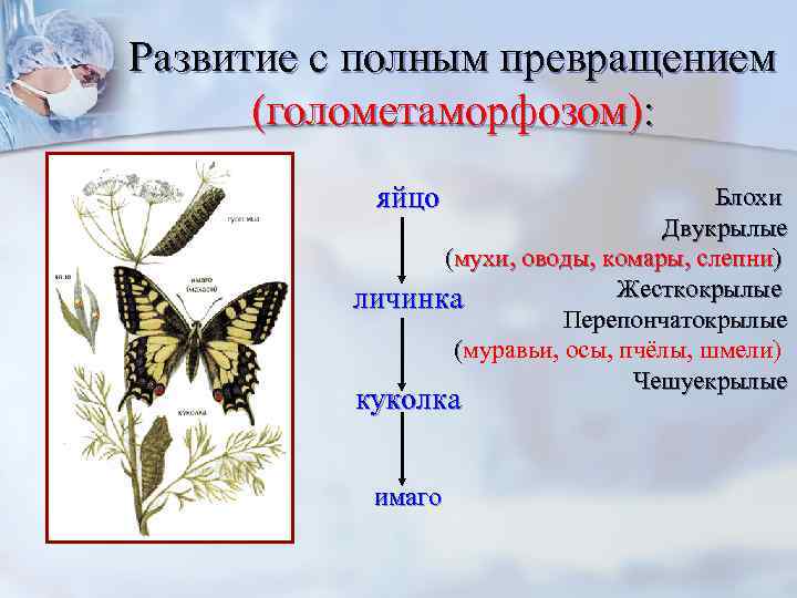 Какой тип метаморфоза характерен для. Отряды насекомых с полным и неполным метаморфозом. Чешуекрылые бабочки развитие с полным превращением. Фазы развития насекомого с полным превращением.