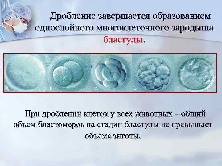  Дробление завершается образованием однослойного многоклеточного зародыша бластулы. При дроблении клеток у всех животных