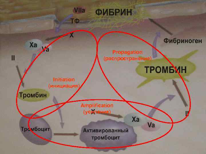 Propagation (распространение) Initiation (инициация) Amplification (усиление) 