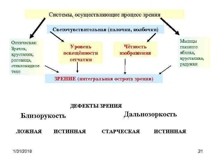 Системы, осуществляющие процесс зрения Светочувствительная (палочки, колбочки) Оптическая: Зрачок, хрусталик, роговица, стекловидное тело Уровень