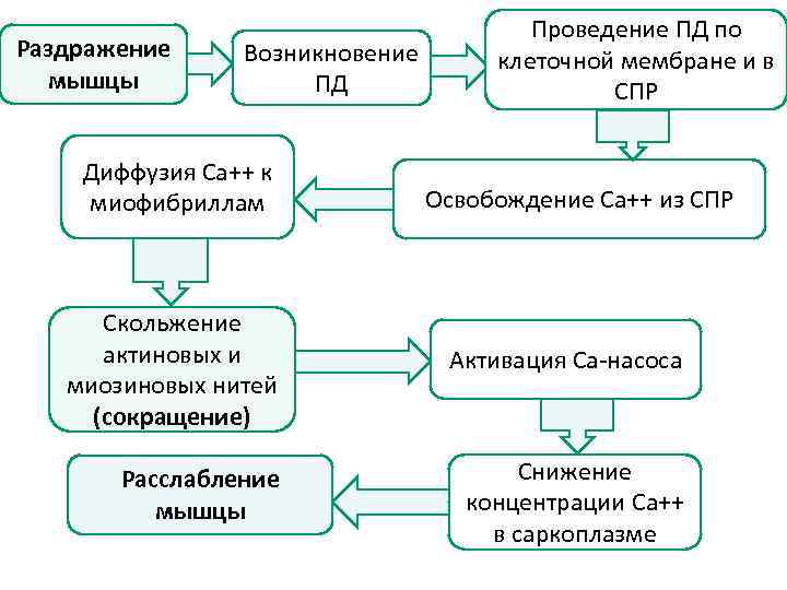 Раздражение мышцы Возникновение ПД Диффузия Са++ к миофибриллам Проведение ПД по клеточной мембране и