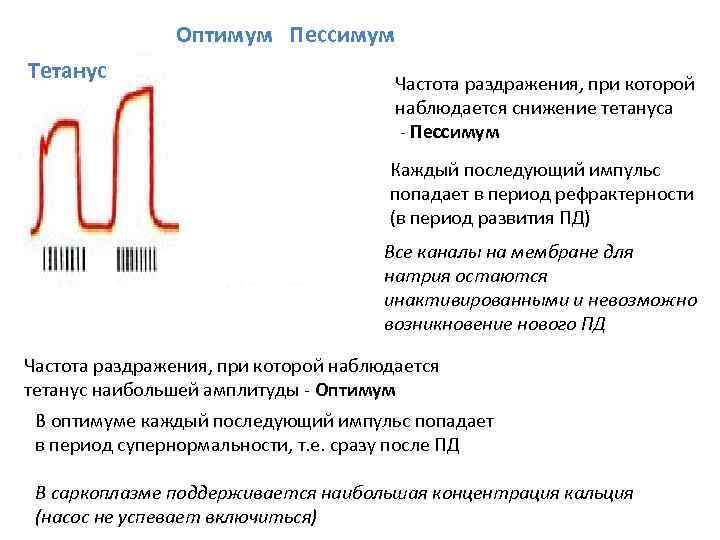 Оптимум Пессимум Тетанус Частота раздражения, при которой наблюдается снижение тетануса - Пессимум Каждый последующий