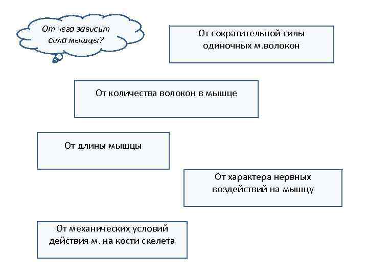 От чего зависит сила мышцы? От сократительной силы одиночных м. волокон От количества волокон