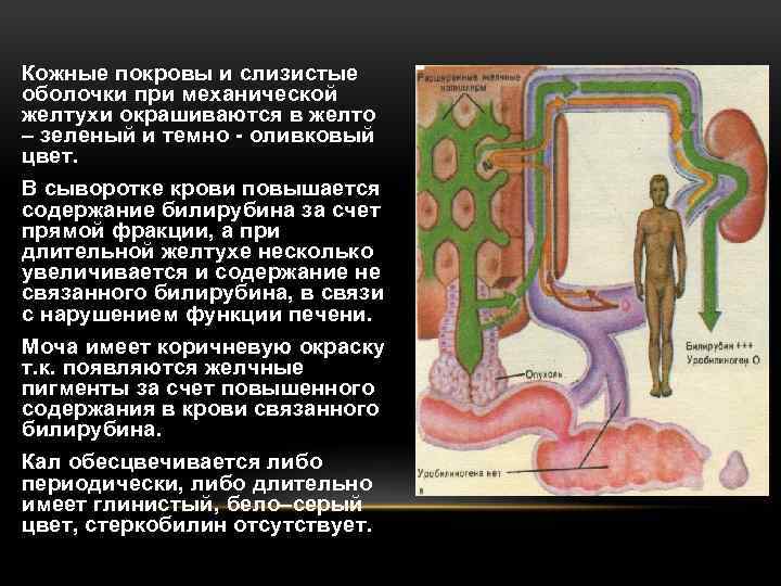  • Кожные покровы и слизистые оболочки при механической желтухи окрашиваются в желто –