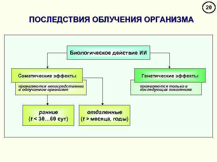 20 ПОСЛЕДСТВИЯ ОБЛУЧЕНИЯ ОРГАНИЗМА Биологическое действие ИИ Соматические эффекты Генетические эффекты проявляются непосредственно в