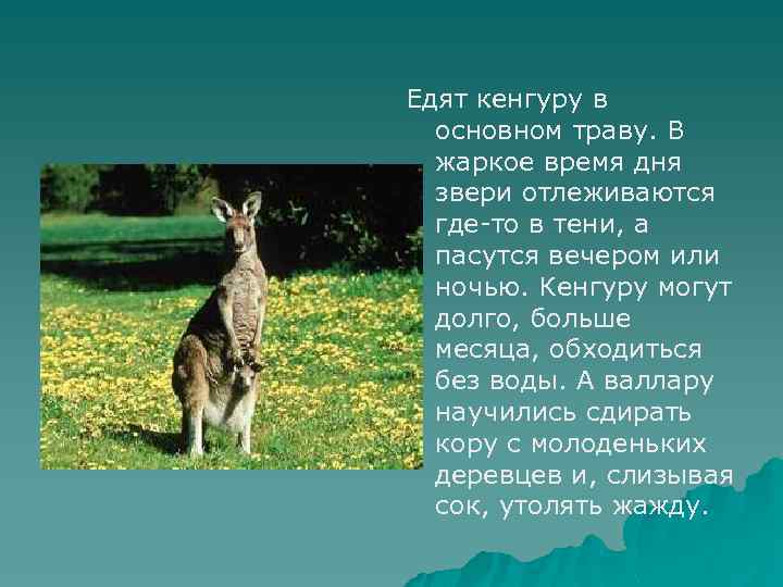 Едят кенгуру в основном траву. В жаркое время дня звери отлеживаются где-то в тени,