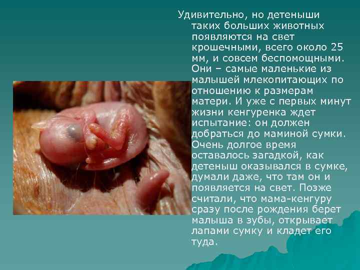 Удивительно, но детеныши таких больших животных появляются на свет крошечными, всего около 25 мм,