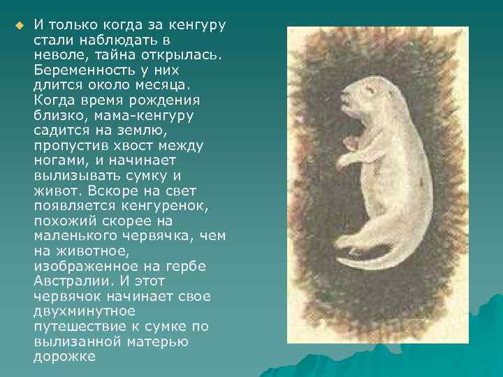 u И только когда за кенгуру стали наблюдать в неволе, тайна открылась. Беременность у