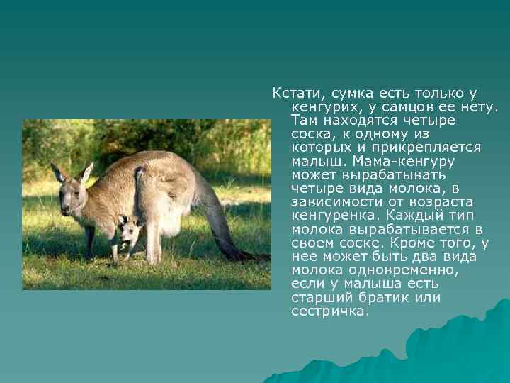 Кстати, сумка есть только у кенгурих, у самцов ее нету. Там находятся четыре соска,