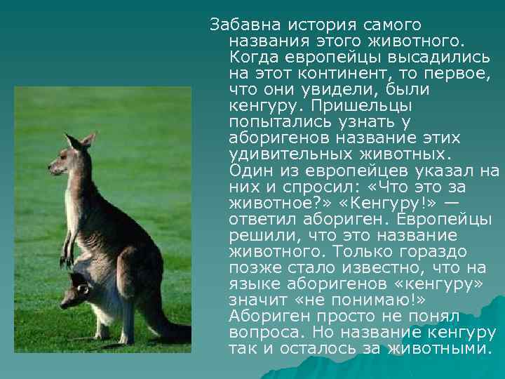 Забавна история самого названия этого животного. Когда европейцы высадились на этот континент, то первое,