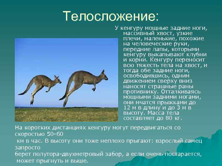 Телосложение: У кенгуру мощные задние ноги, массивный хвост, узкие плечи, маленькие, похожие на человеческие