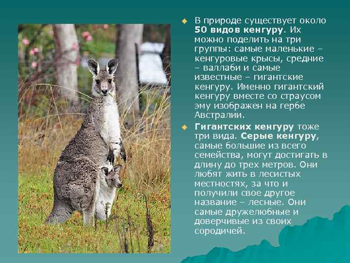 u u В природе существует около 50 видов кенгуру. Их можно поделить на три