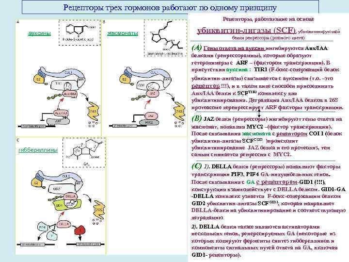 Рецепторы трех гормонов работают по одному принципу Рецепторы, работающие на основе ауксины жасмонаты убиквитин-лигазы