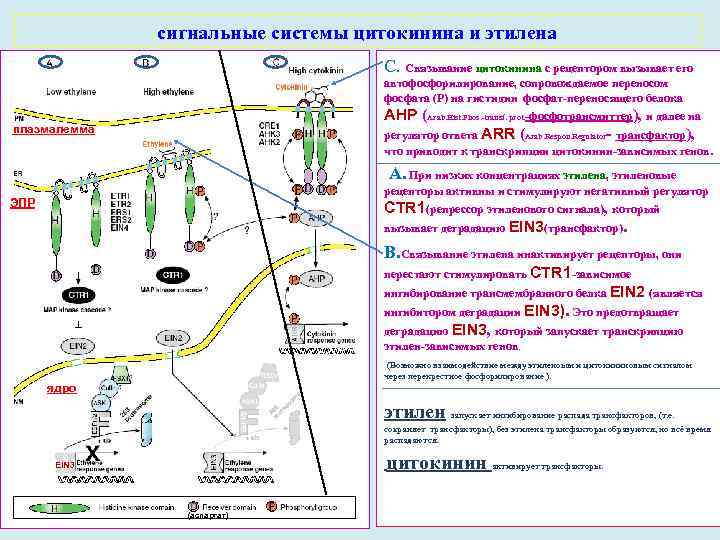 Сигнальная система картинки