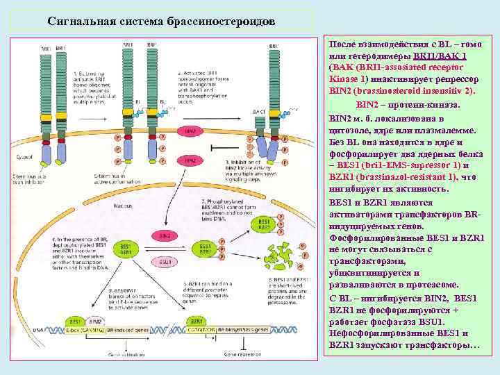 Сигнальная система брассиностероидов После взаимодействия с BL – гомо или гетеродимеры BRI 1/BAK 1