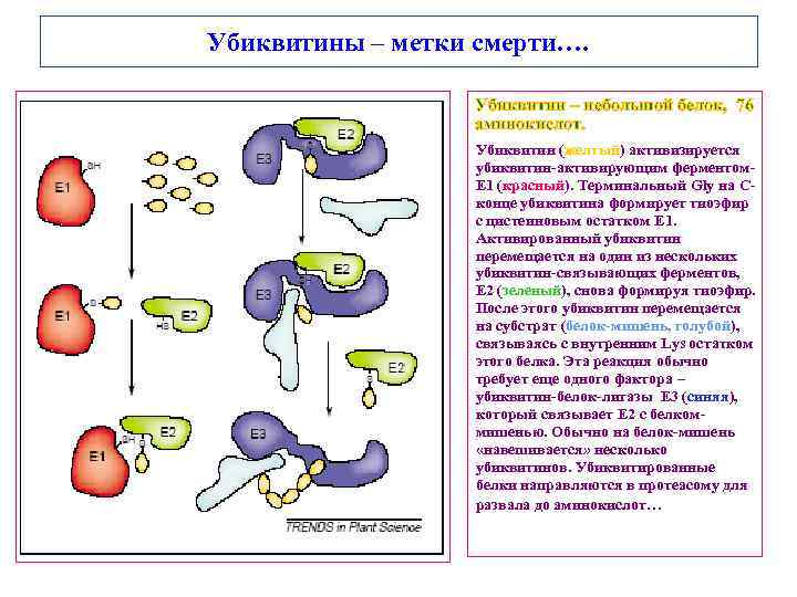 Убиквитины – метки смерти…. Убиквитин – небольшой белок, 76 аминокислот. Убиквитин (желтый) активизируется убиквитин-активирующим