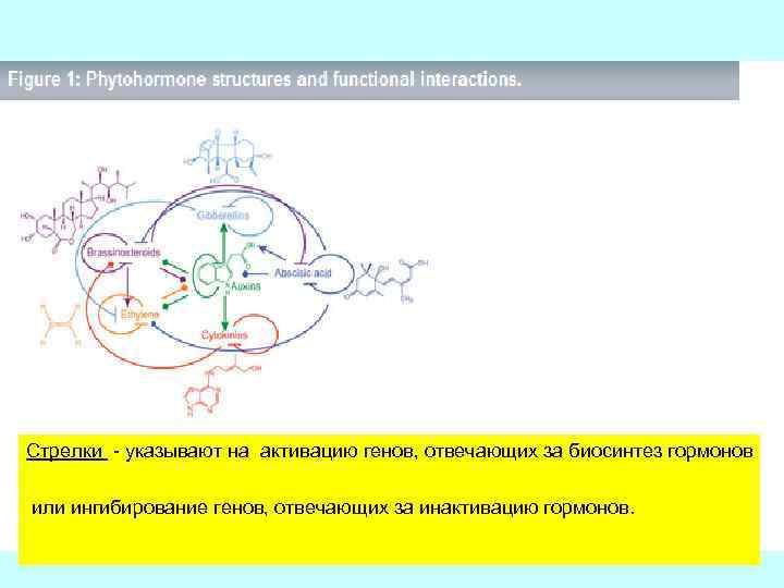 Стрелки - указывают на активацию генов, отвечающих за биосинтез гормонов или ингибирование генов, отвечающих