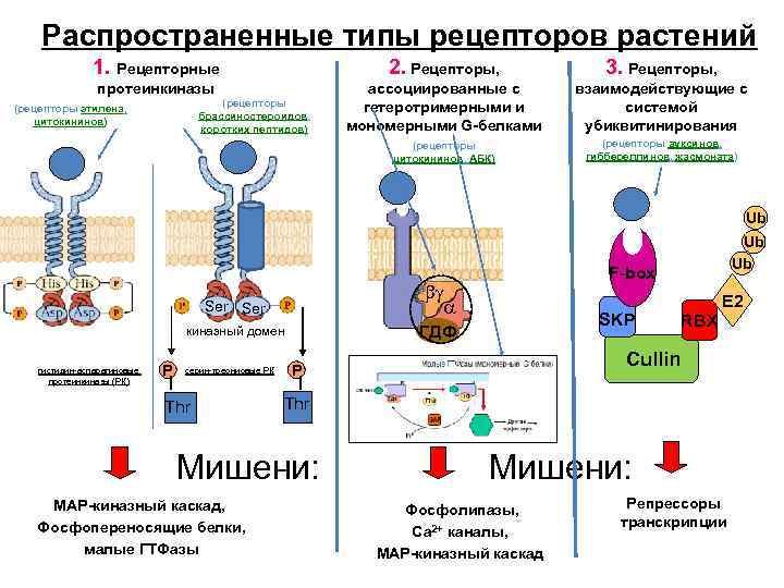 Типы рецепторов. Рецепторы ассоциированные с протеинкиназой. Рецепторы растений. Распространенные типы рецепторов растений. Роль протеинкиназ в клетке.