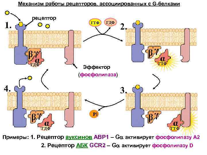 Белок рецептор. Механизм работы рецепторов. Схема работы рецепторов. Работа белков рецепторов. Механизм g белков.