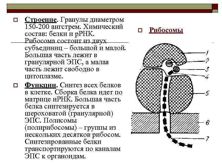 Типы рибосом эукариот