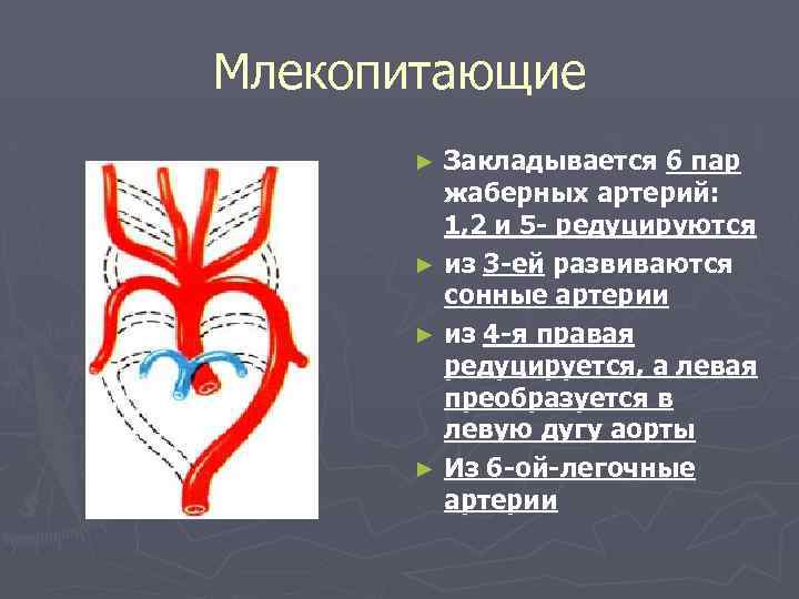 Млекопитающие Закладывается 6 пар жаберных артерий: 1, 2 и 5 - редуцируются ► из
