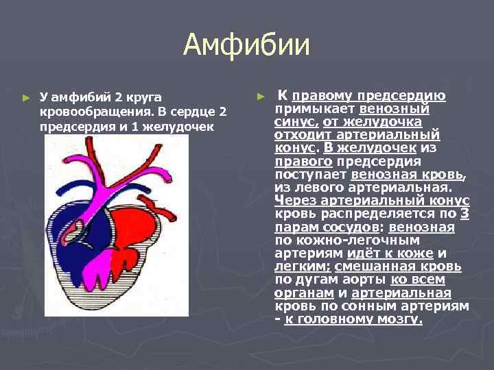 Амфибии ► У амфибий 2 круга кровообращения. В сердце 2 предсердия и 1 желудочек