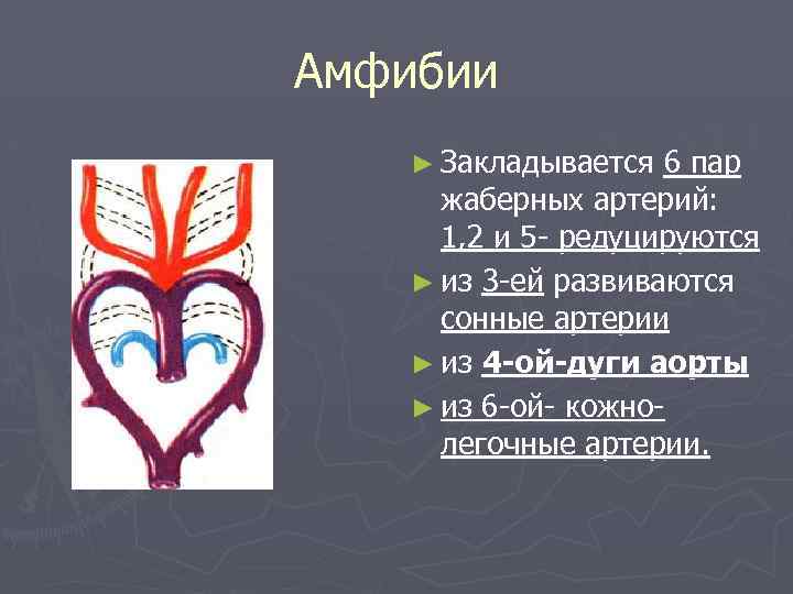 Амфибии ► Закладывается 6 пар жаберных артерий: 1, 2 и 5 - редуцируются ►