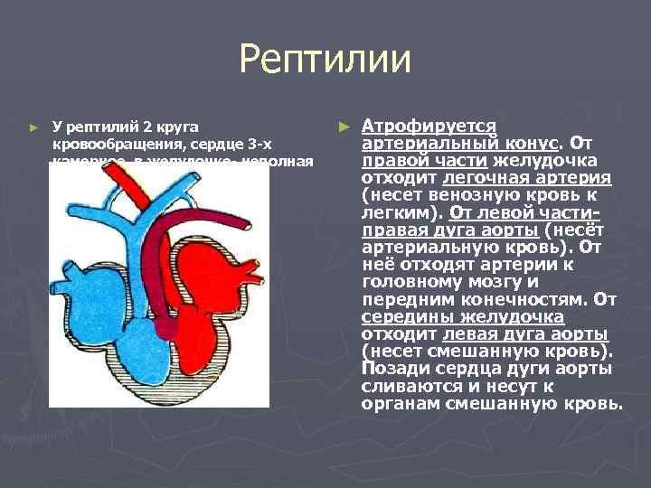 В сердце рептилий имеется. Система кровообращения рептилий. Левая дуга аорты у рептилий. Круги кровообращения пресмыкающихся. Большой круг кровообращения у пресмыкающихся.