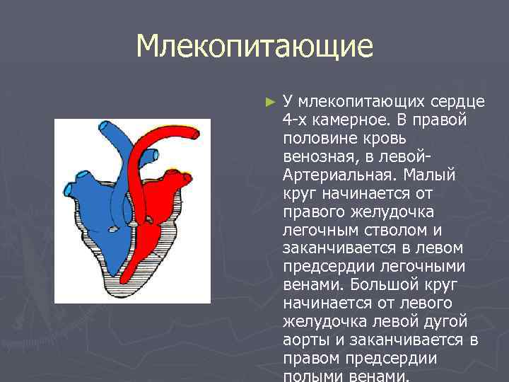 Млекопитающие ► У млекопитающих сердце 4 -х камерное. В правой половине кровь венозная, в