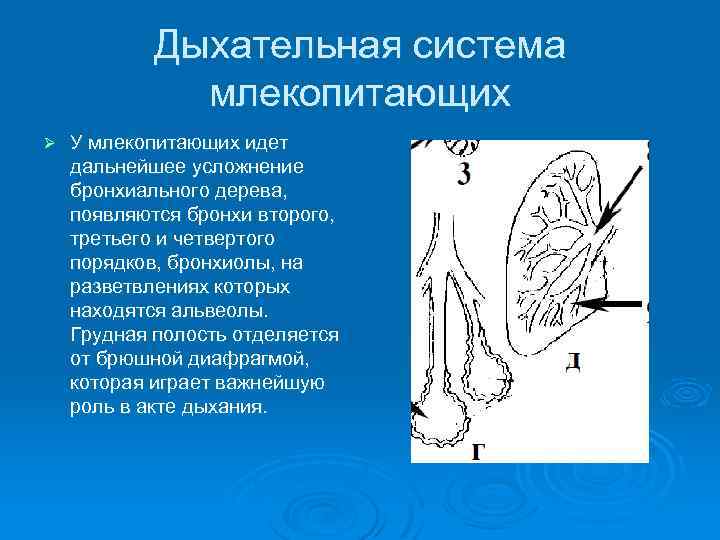 Млекопитающие какое дыхание. Дыхательная система млекопитающих. LS[fntkmyfz cbcntvf e vktrjgfbnf.ob[.