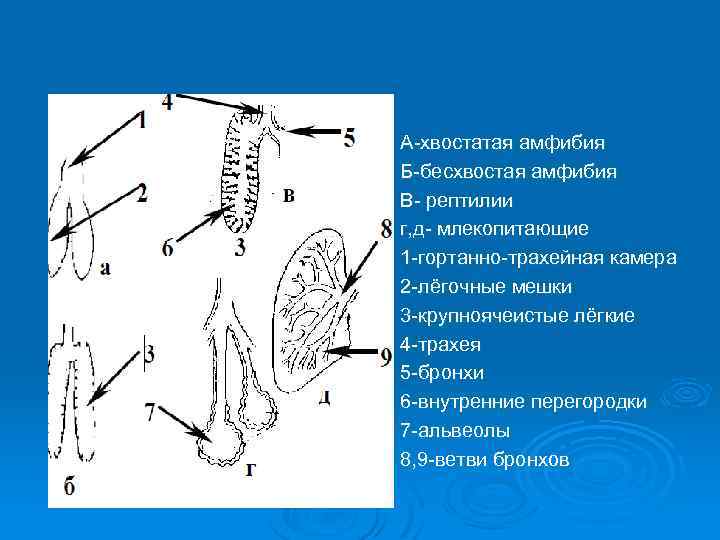 Филогенез дыхательной системы презентация