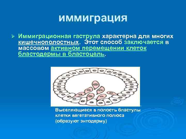 иммиграция Ø Иммиграционная гаструла характерна для многих кишечнополостных. Этот способ заключается в массовом активном