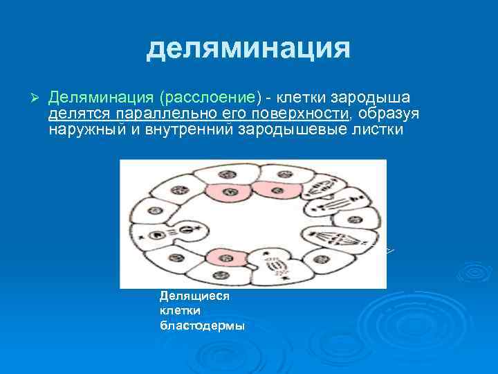 деляминация Ø Деляминация (расслоение) клетки зародыша делятся параллельно его поверхности, образуя наружный и внутренний